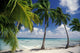 Palm Trees Across Beach Wall Mural