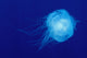 Hawaii, Translucent Jellyfish Floats In Deep Blue Water Wall Mural