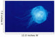 Hawaii, Translucent Jellyfish Floats In Deep Blue Water Wall Mural