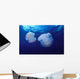 Marshall Islands, Kwajalein Atoll, Pair Of Jellyfish Wall Mural