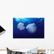 Marshall Islands, Kwajalein Atoll, Pair Of Jellyfish Wall Mural