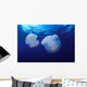 Marshall Islands, Kwajalein Atoll, Pair Of Jellyfish Wall Mural