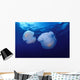 Marshall Islands, Kwajalein Atoll, Pair Of Jellyfish Wall Mural