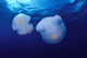 Marshall Islands, Kwajalein Atoll, Pair Of Jellyfish Wall Mural