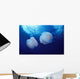 Marshall Islands, Kwajalein Atoll, Pair Of Jellyfish Wall Mural