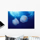 Marshall Islands, Kwajalein Atoll, Pair Of Jellyfish Wall Mural