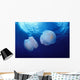 Marshall Islands, Kwajalein Atoll, Pair Of Jellyfish Wall Mural