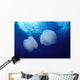 Marshall Islands, Kwajalein Atoll, Pair Of Jellyfish Wall Mural