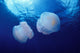 Marshall Islands, Kwajalein Atoll, Pair Of Jellyfish Wall Mural