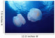 Marshall Islands, Kwajalein Atoll, Pair Of Jellyfish Wall Mural