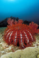 Thailand, Reef Scene With Crown-Of-Thorns Starfish Wall Mural