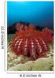 Thailand, Reef Scene With Crown-Of-Thorns Starfish Wall Mural