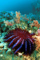 Thailand, Reef Scene With Crown-Of-Thorns Starfish Wall Mural