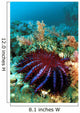 Thailand, Reef Scene With Crown-Of-Thorns Starfish Wall Mural