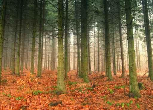 Autumn Forest Wall Decal Design 1