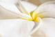 Extreme Close-Up Of White And Yellow Plumeria Flower From Side View Wall Mural