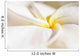 Extreme Close-Up Of White And Yellow Plumeria Flower From Side View Wall Mural