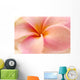 Close-Up Detail Of Pink And Orange Plumeria Flower Wall Mural