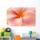 Close-Up Detail Of Pink And Orange Plumeria Flower Wall Mural