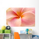 Close-Up Detail Of Pink And Orange Plumeria Flower Wall Mural