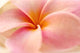 Close-Up Detail Of Pink And Orange Plumeria Flower Wall Mural