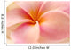 Close-Up Detail Of Pink And Orange Plumeria Flower Wall Mural