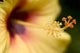 Extreme Close-Up Of Yellow And Red Hibiscus Flower With Stamen Wall Mural