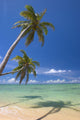 Palm Trees Lean And Cast Shadow On Beach Wall Mural
