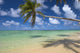 Lone Palm Tree Leaning Over Beach With Shadow Wall Mural