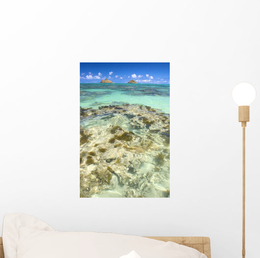 Hawaii, Oahu, Lanikai, Mokulua Islands, Coral Head Wall Mural