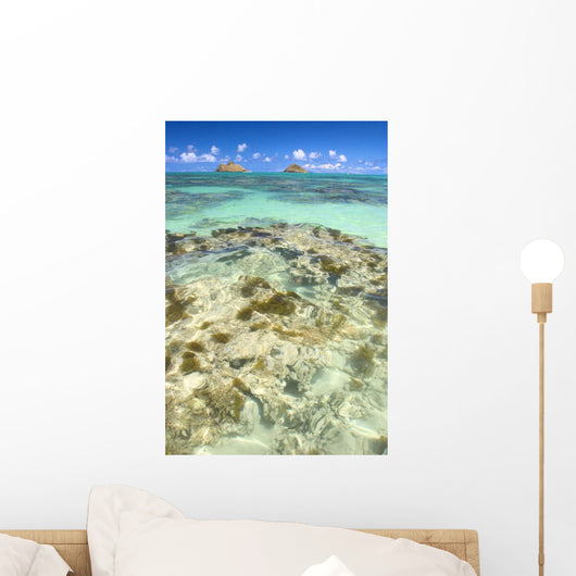 Hawaii, Oahu, Lanikai, Mokulua Islands, Coral Head Wall Mural