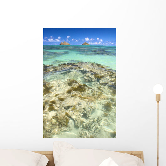 Hawaii, Oahu, Lanikai, Mokulua Islands, Coral Head Wall Mural