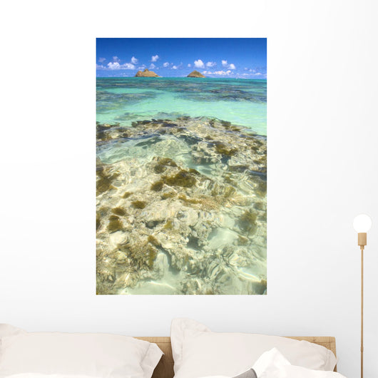 Hawaii, Oahu, Lanikai, Mokulua Islands, Coral Head Wall Mural