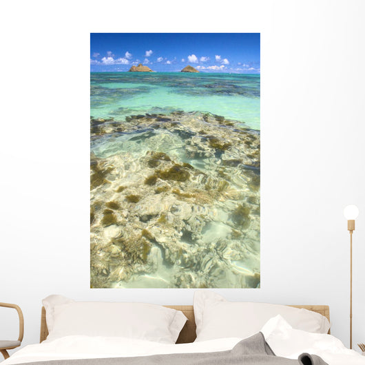 Hawaii, Oahu, Lanikai, Mokulua Islands, Coral Head Wall Mural