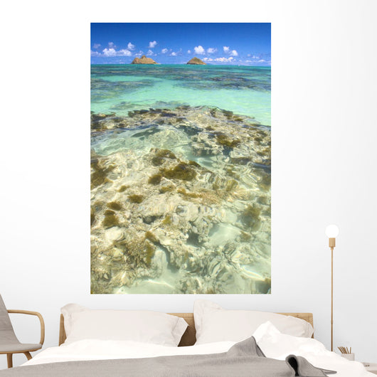 Hawaii, Oahu, Lanikai, Mokulua Islands, Coral Head Wall Mural
