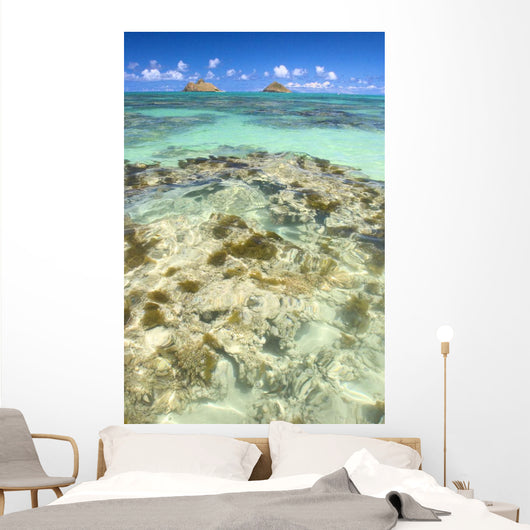 Hawaii, Oahu, Lanikai, Mokulua Islands, Coral Head Wall Mural