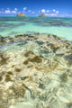 Hawaii, Oahu, Lanikai, Mokulua Islands, Coral Head Wall Mural