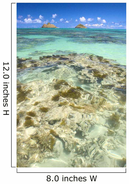 Hawaii, Oahu, Lanikai, Mokulua Islands, Coral Head Wall Mural