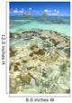 Hawaii, Oahu, Lanikai, Mokulua Islands, Coral Head Wall Mural