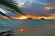 Palm Frond Wall Mural