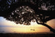Tree Swing Silhouetted Against Beach And Calm Ocean At Sunrise Wall Mural