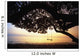 Tree Swing Silhouetted Against Beach And Calm Ocean At Sunrise Wall Mural