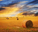 Golden sunset over farm field Wall Mural