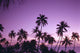 Palm Trees Silhouetted A58B Wall Mural