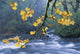 Oregon, Cascade Mountain Range, Yellow Autumn Leaves With Stream Wall Mural