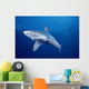 Sandbar Shark Swims Into Camera Side Angle Clear Blue Ocean A79E Wall Mural