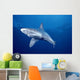 Sandbar Shark Swims Into Camera Side Angle Clear Blue Ocean A79E Wall Mural