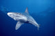 Sandbar Shark Swims Into Camera Side Angle Clear Blue Ocean A79E Wall Mural