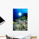 Hawaii, Whitetip Reef Shark Over Reef, Butterflyfish Sunburst A78F Wall Mural