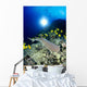 Hawaii, Whitetip Reef Shark Over Reef, Butterflyfish Sunburst A78F Wall Mural
